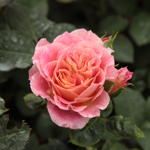 Rosier plantation - Rosa Michelle Bedrossian - rouge-jaune - rosiers à grandes fleurs - floribunda - non parfumé - Dominique Massad - La couleur de ses fleurs change constamment lors de la floraison de rouge au rose.